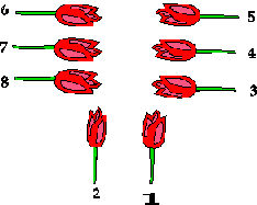 arrangement of flowers